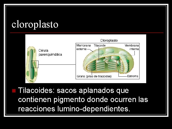 cloroplasto n Tilacoides: sacos aplanados que contienen pigmento donde ocurren las reacciones lumino-dependientes. 