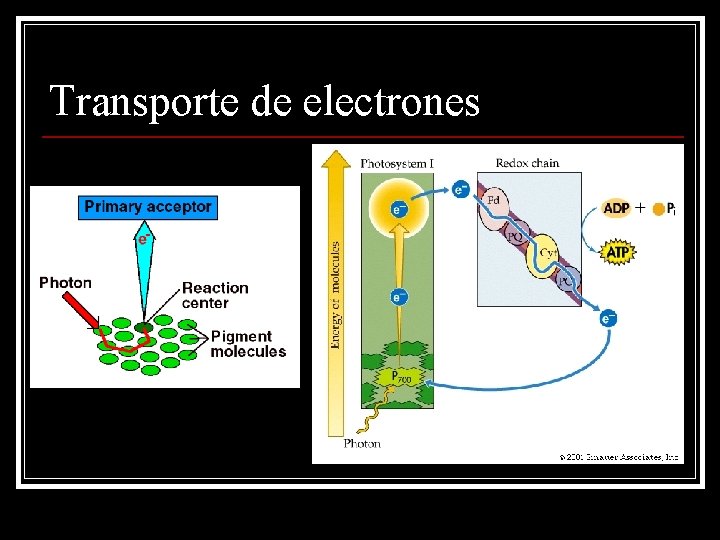 Transporte de electrones 