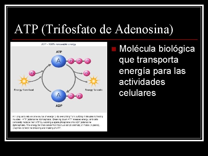 ATP (Trifosfato de Adenosina) n Molécula biológica que transporta energía para las actividades celulares