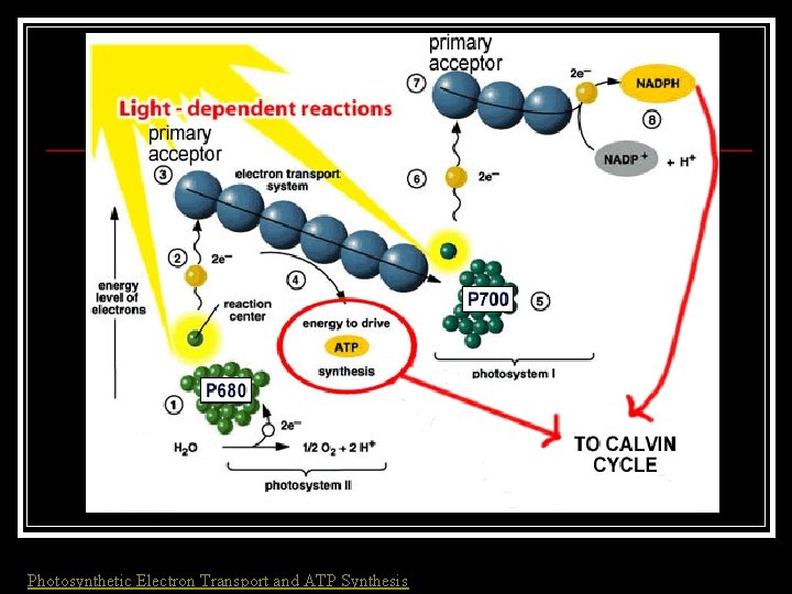 Photosynthetic Electron Transport and ATP Synthesis 