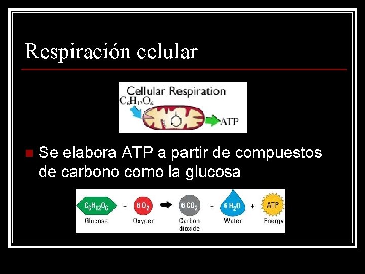 Respiración celular n Se elabora ATP a partir de compuestos de carbono como la