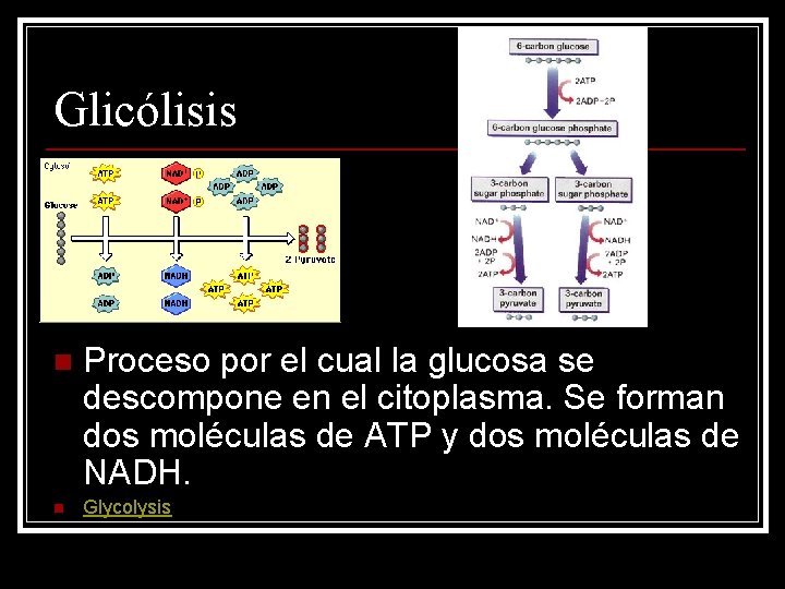 Glicólisis n Proceso por el cual la glucosa se descompone en el citoplasma. Se