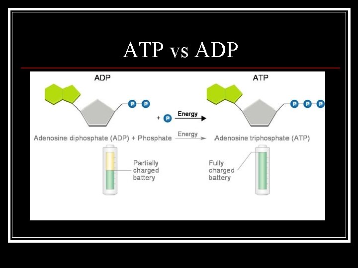 ATP vs ADP 