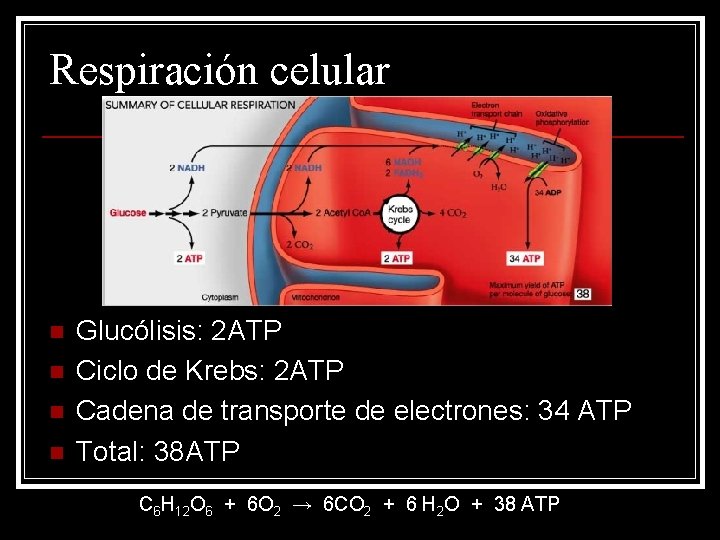 Respiración celular n n Glucólisis: 2 ATP Ciclo de Krebs: 2 ATP Cadena de