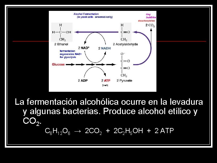 La fermentación alcohólica ocurre en la levadura y algunas bacterias. Produce alcohol etílico y