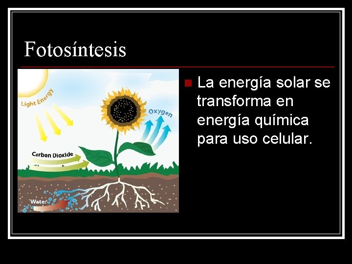 Fotosíntesis n La energía solar se transforma en energía química para uso celular. 