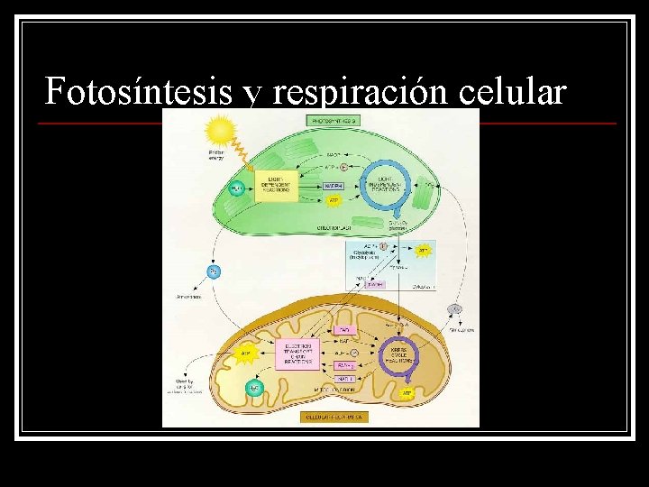 Fotosíntesis y respiración celular 