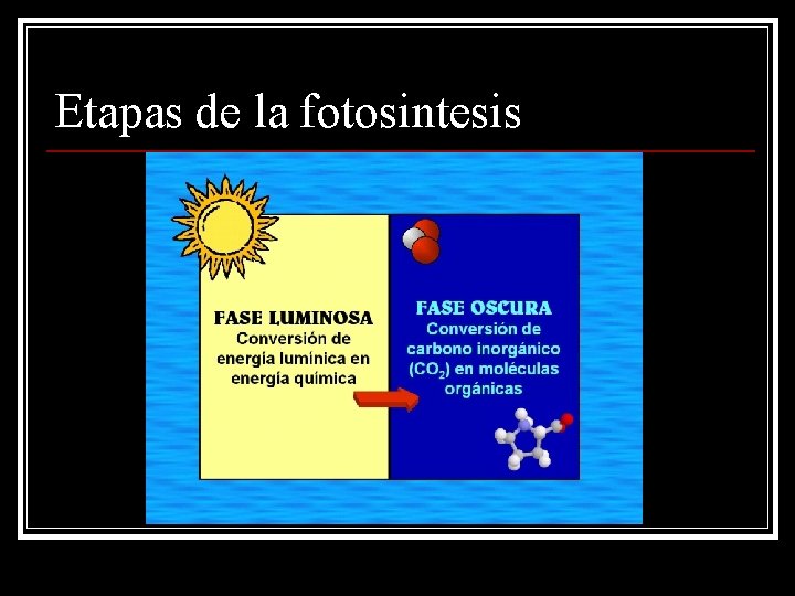 Etapas de la fotosintesis 