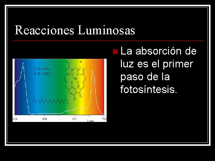 Reacciones Luminosas n La absorción de luz es el primer paso de la fotosíntesis.