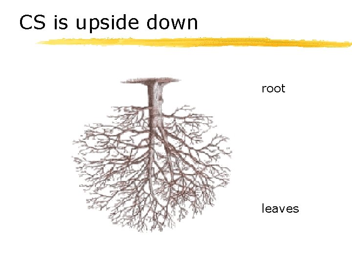 CS is upside down root leaves 