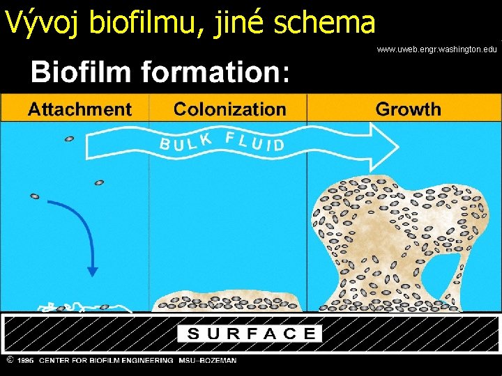 Vývoj biofilmu, jiné schema www. uweb. engr. washington. edu 