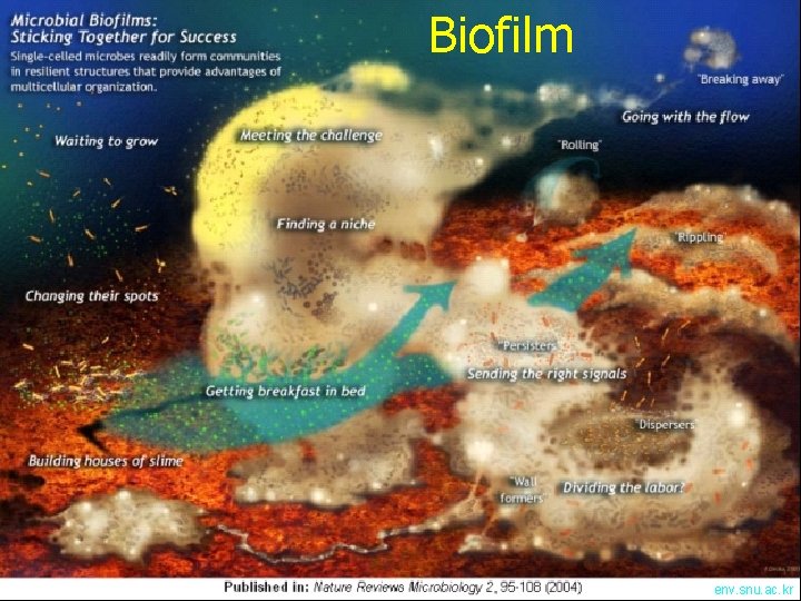 Biofilm env. snu. ac. kr 