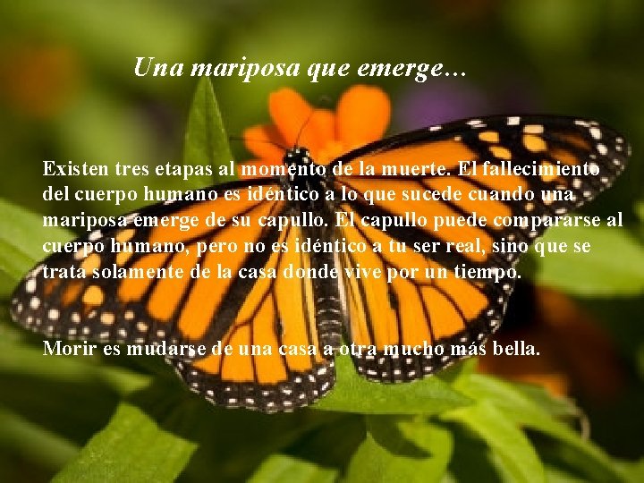 Una mariposa que emerge… Existen tres etapas al momento de la muerte. El fallecimiento