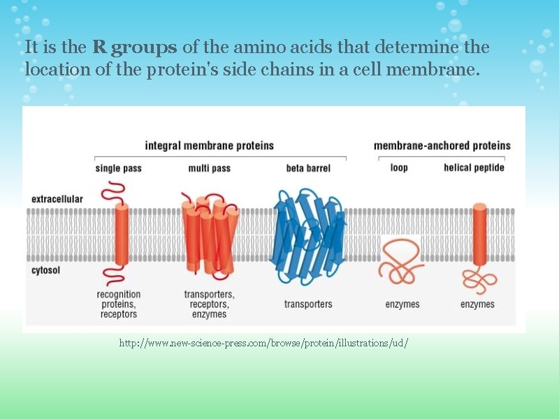 It is the R groups of the amino acids that determine the location of It is the R groups of the amino acids that determine the location of