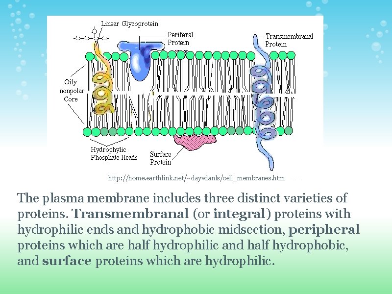 http: //home. earthlink. net/~dayvdanls/cell_membranes. htm The plasma membrane includes three distinct varieties of proteins. http: //home. earthlink. net/~dayvdanls/cell_membranes. htm The plasma membrane includes three distinct varieties of proteins.