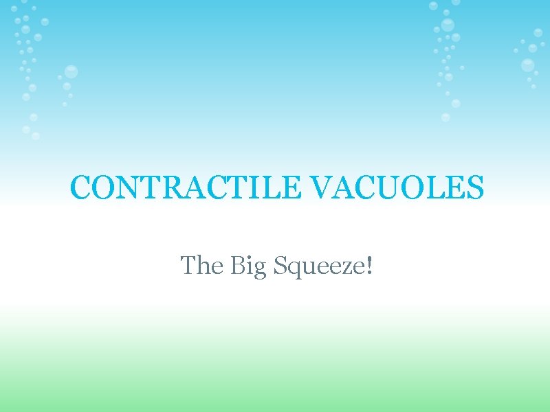 CONTRACTILE VACUOLES The Big Squeeze!  CONTRACTILE VACUOLES The Big Squeeze!