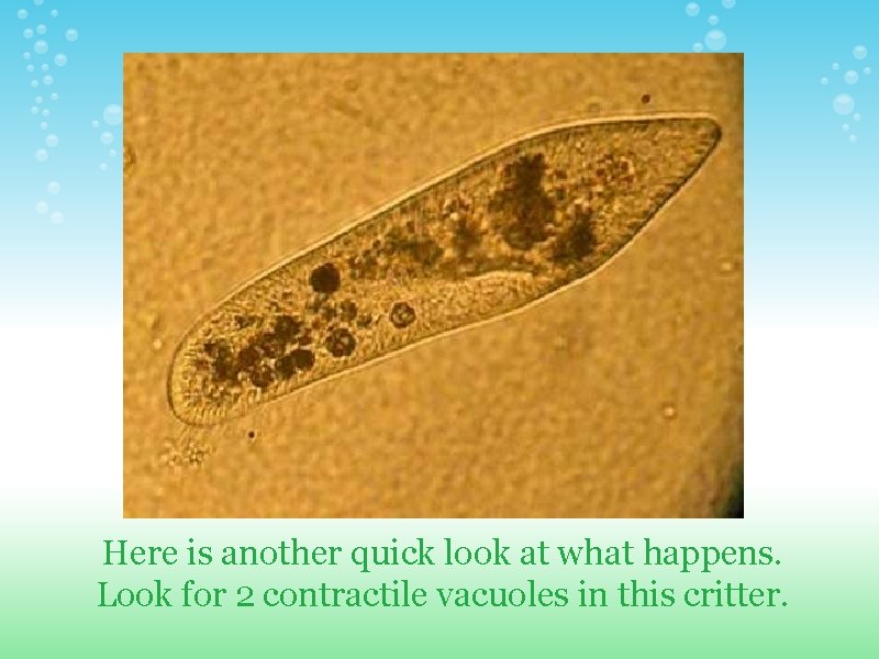 Here is another quick look at what happens. Look for 2 contractile vacuoles in Here is another quick look at what happens. Look for 2 contractile vacuoles in