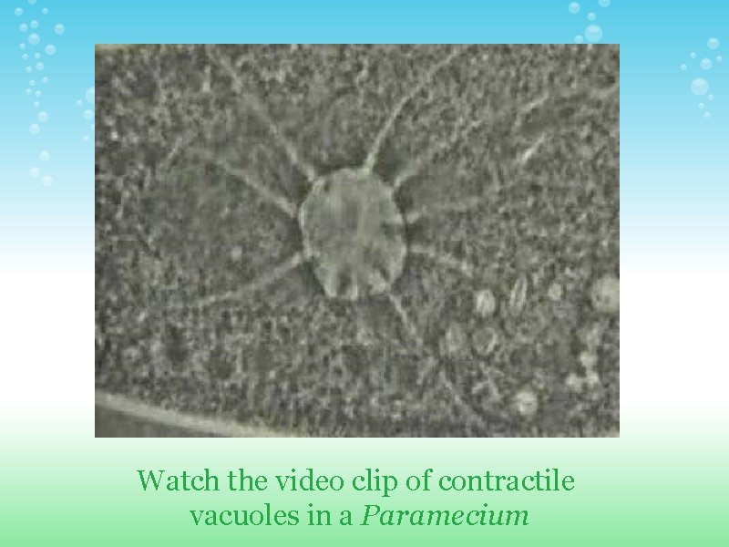 Watch the video clip of contractile vacuoles in a Paramecium  Watch the video clip of contractile vacuoles in a Paramecium