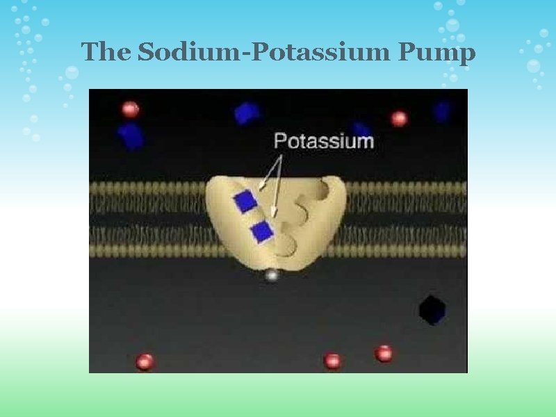 The Sodium-Potassium Pump  The Sodium-Potassium Pump