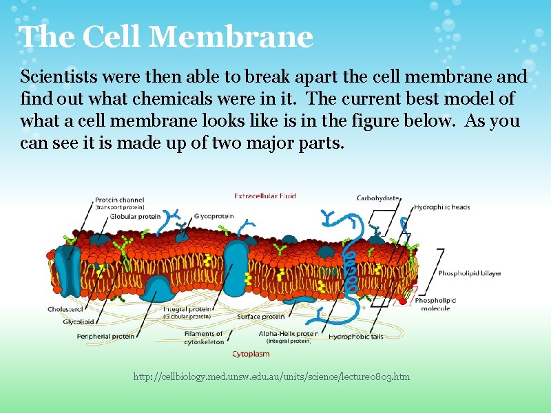 The Cell Membrane Scientists were then able to break apart the cell membrane and The Cell Membrane Scientists were then able to break apart the cell membrane and