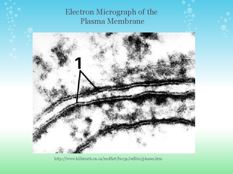 Electron Micrograph of the Plasma Membrane http: //www. hillstrath. on. ca/moffatt/bio 3 a/cellbio/phase 1. Electron Micrograph of the Plasma Membrane http: //www. hillstrath. on. ca/moffatt/bio 3 a/cellbio/phase 1.