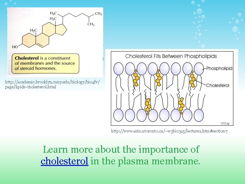 http: //academic. brooklyn. cuny. edu/biology/bio 4 fv/ page/lipids-cholesterol. html http: //www. erin. utoronto. ca/~w http: //academic. brooklyn. cuny. edu/biology/bio 4 fv/ page/lipids-cholesterol. html http: //www. erin. utoronto. ca/~w