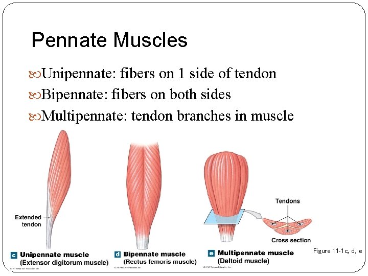 Pennate Muscles Unipennate: fibers on 1 side of tendon Bipennate: fibers on both sides