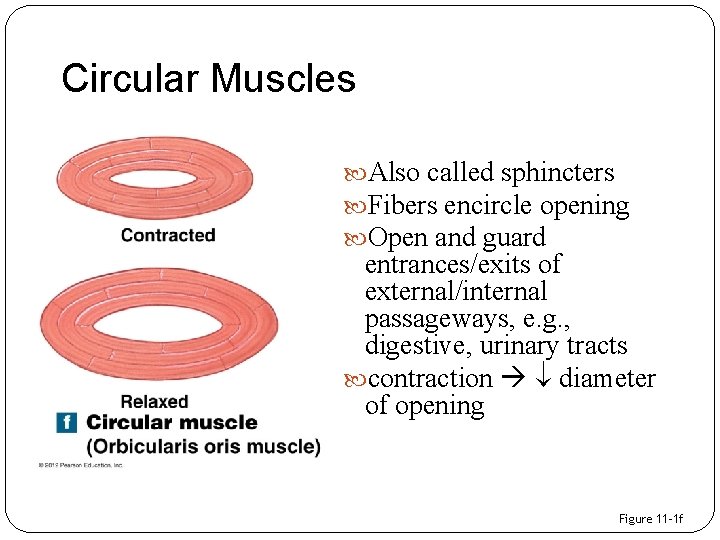 Circular Muscles Also called sphincters Fibers encircle opening Open and guard entrances/exits of external/internal