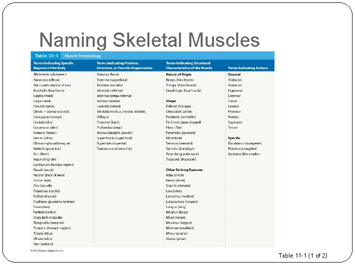 Naming Skeletal Muscles Table 11– 1 (1 of 2) 