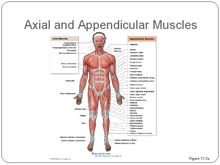 Axial and Appendicular Muscles Figure 11– 3 a 