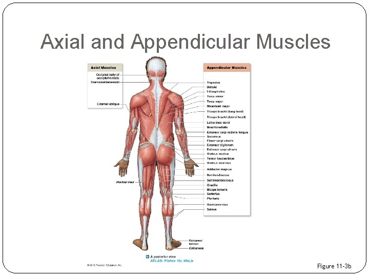 Axial and Appendicular Muscles Figure 11– 3 b 