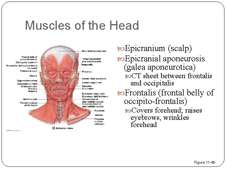Muscles of the Head Epicranium (scalp) Epicranial aponeurosis (galea aponeurotica) CT sheet between frontalis