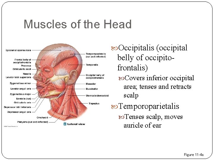 Muscles of the Head Occipitalis (occipital belly of occipitofrontalis) Covers inferior occipital area; tenses