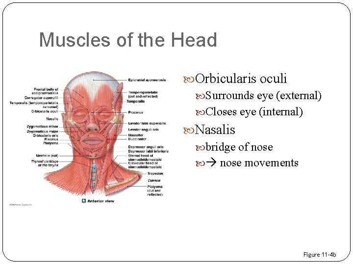 Muscles of the Head Orbicularis oculi Surrounds eye (external) Closes eye (internal) Nasalis bridge