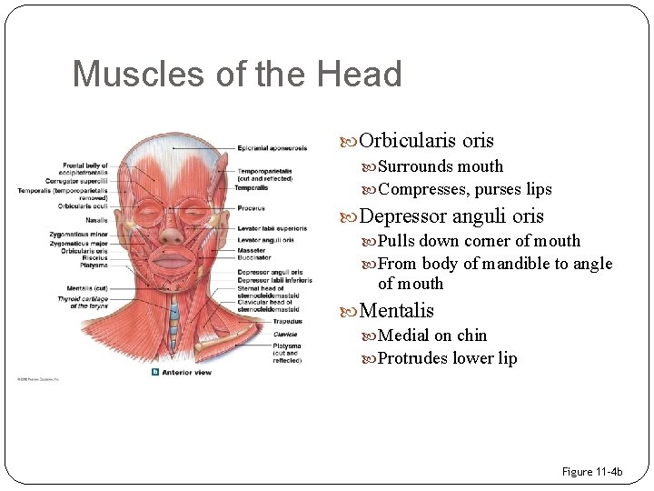 Muscles of the Head Orbicularis oris Surrounds mouth Compresses, purses lips Depressor anguli oris