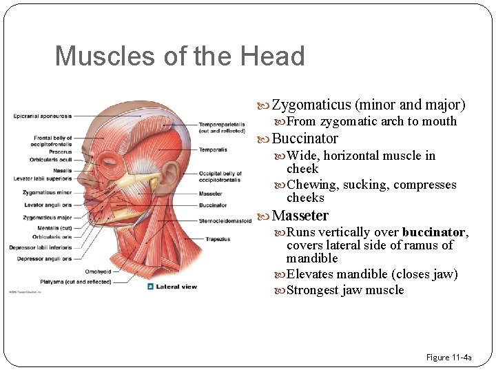 Muscles of the Head Zygomaticus (minor and major) From zygomatic arch to mouth Buccinator