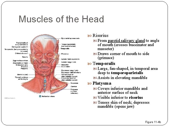 Muscles of the Head Risorius From parotid salivary gland to angle of mouth (crosses