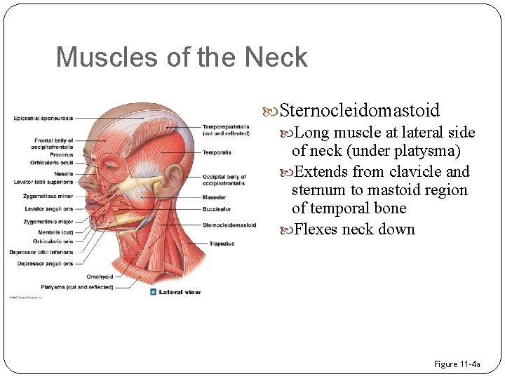 Muscles of the Neck Sternocleidomastoid Long muscle at lateral side of neck (under platysma)