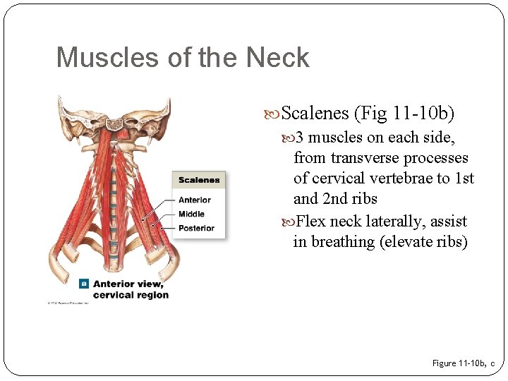 Muscles of the Neck Scalenes (Fig 11 -10 b) 3 muscles on each side,