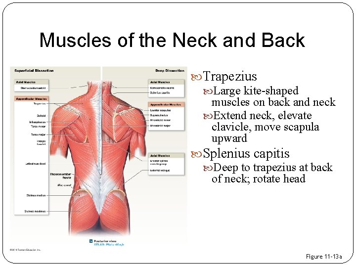 Muscles of the Neck and Back Trapezius Large kite-shaped muscles on back and neck
