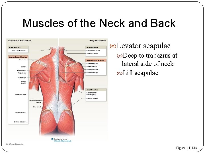 Muscles of the Neck and Back Levator scapulae Deep to trapezius at lateral side