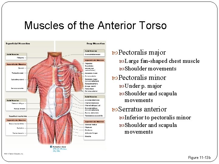 Muscles of the Anterior Torso Pectoralis major Large fan-shaped chest muscle Shoulder movements Pectoralis