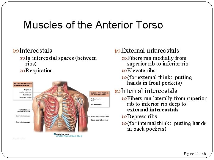 Muscles of the Anterior Torso Intercostals In intercostal spaces (between ribs) Respiration External intercostals