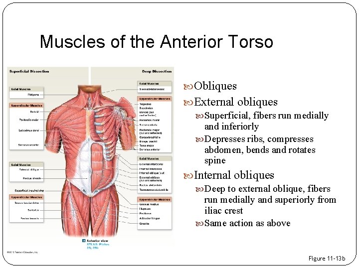 Muscles of the Anterior Torso Obliques External obliques Superficial, fibers run medially and inferiorly