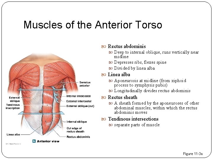 Muscles of the Anterior Torso Rectus abdominis Deep to internal oblique, runs vertically near