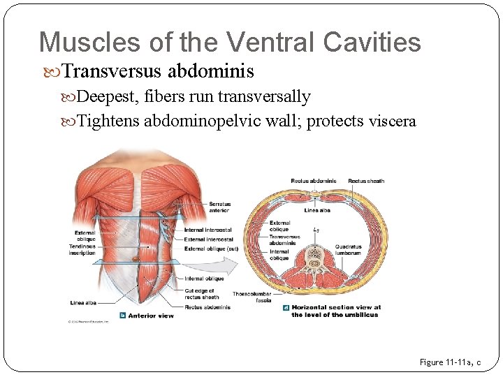 Muscles of the Ventral Cavities Transversus abdominis Deepest, fibers run transversally Tightens abdominopelvic wall;