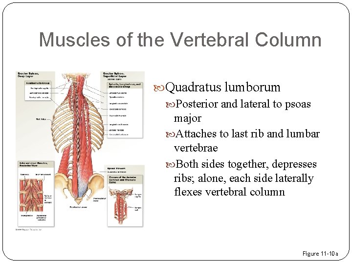 Muscles of the Vertebral Column Quadratus lumborum Posterior and lateral to psoas major Attaches