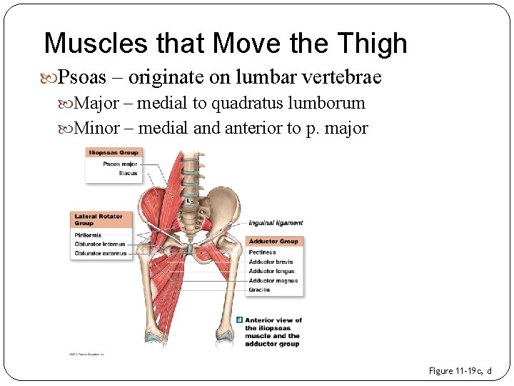 Muscles that Move the Thigh Psoas – originate on lumbar vertebrae Major – medial