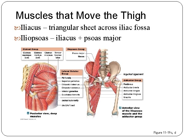 Muscles that Move the Thigh Iliacus – triangular sheet across iliac fossa Iliopsoas –