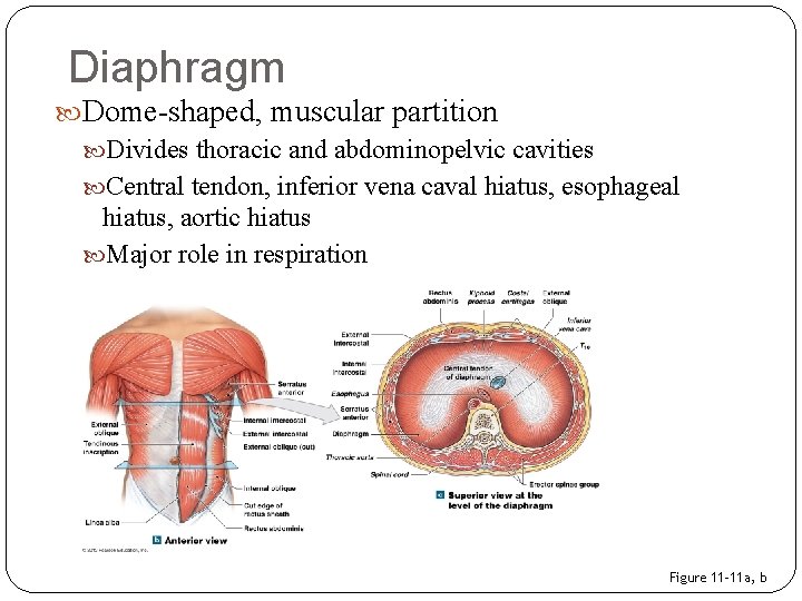 Diaphragm Dome-shaped, muscular partition Divides thoracic and abdominopelvic cavities Central tendon, inferior vena caval